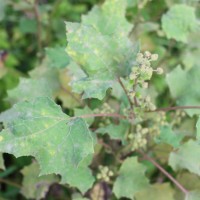 Xanthium